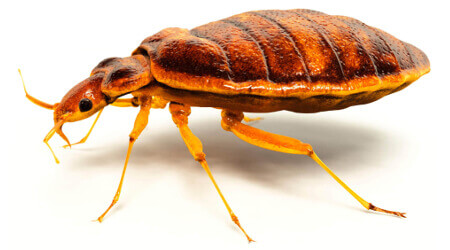 Bed Bug Treatment Sydney