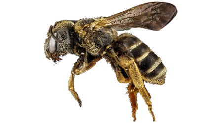 Bee Removal Sydney