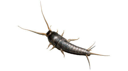 Silverfish Treatment Sydney