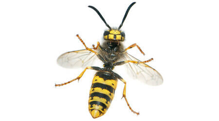 Wasp Removal Sydney