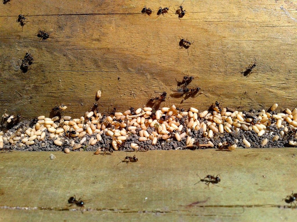 Ant eggs