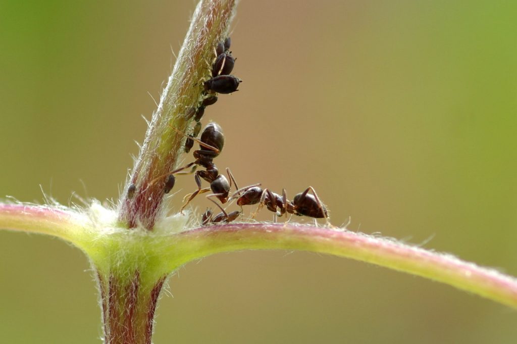 Ant workers